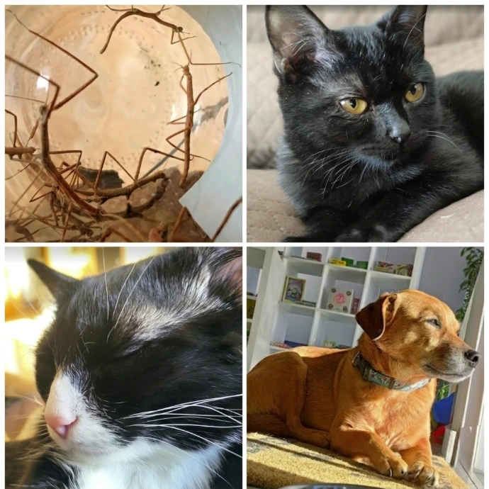 Las mascotas forman parte de la familia en Sacamos los juegos